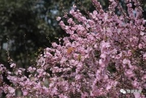 国产久丁香,传承与创新中的民族香氛传奇